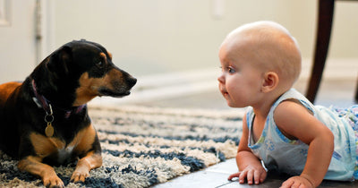 Introducing Your Dog to Your New Baby