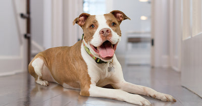 Ten Bajillion Reasons Why You Should Adopt a Pit Bull