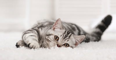 9 Ways to Make Sure Your Home Doesn’t Smell like Cat