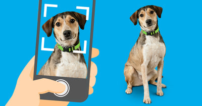 Say Cheese! Pro Tips on Taking Great Photographs of Your Pet