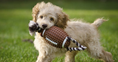 Pet Safety for the Big Game