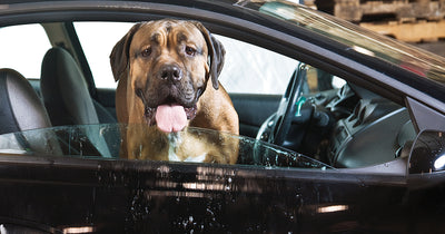 Road Rules: Keep your Pet Safe on the Road