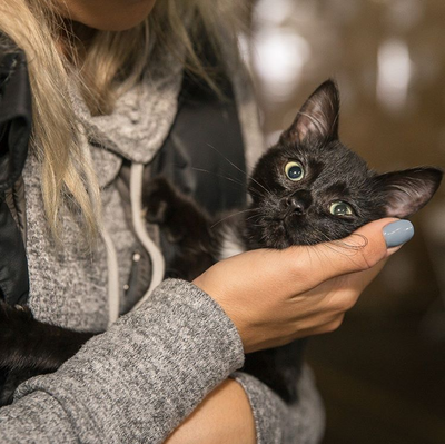 5 Reasons to Adopt a Black Kitty