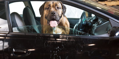 See Something, Do Something: More States Make Laws to Save Dogs from Hot Cars