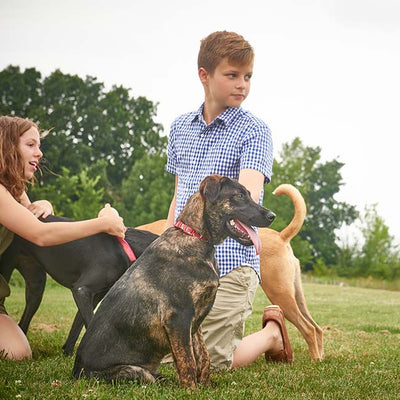 How to Keep Your Dog Calm During Fireworks