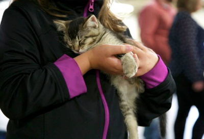 Get Your Home Ready for a Shelter Cat