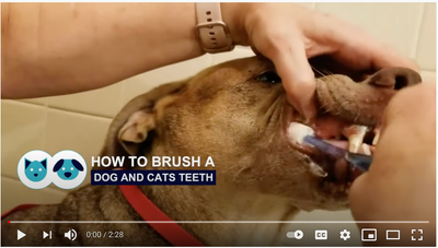 How to Brush Your Dog or Cat's Teeth