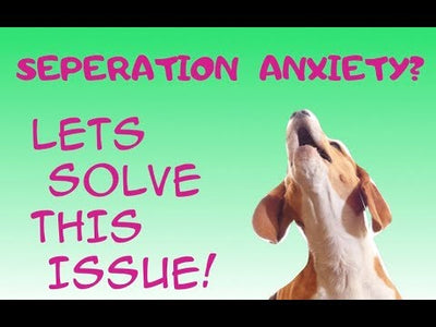 *Quick Tips* On anxiety in dogs and puppies