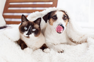 Cats vs. Dogs: What is the Best Pet for your Family