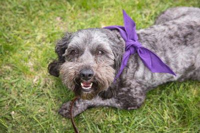 8 Reasons to Adopt a Senior Dog