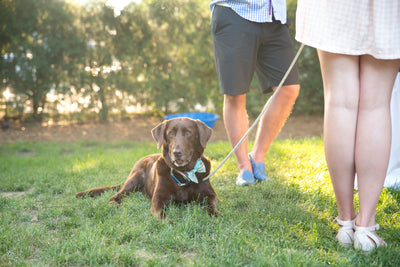 Keeping Pets Cool in the Summer Heat