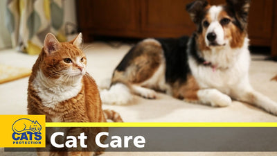 How to introduce cats to dogs