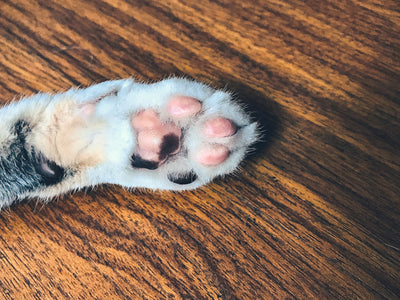 Caring For Your Cat's Paws