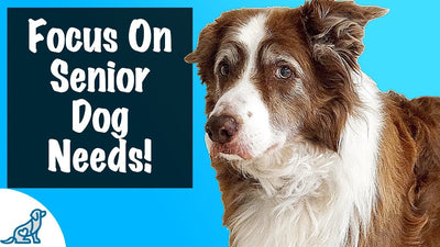 How To Care For A Senior Dog - For Dogs 8+ Years Old