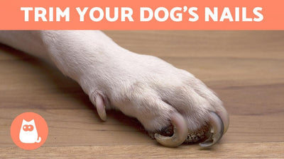 How to Trim Your Dog's Nails at Home 🐶 STEP BY STEP WITH TIPS