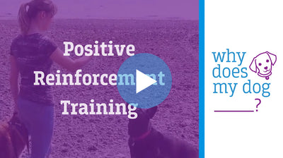 Dog Training Basics: Understanding Positive Reinforcement