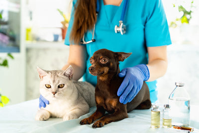 Why Pet Insurance is a Good Idea