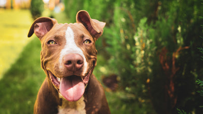 CBD 101 - The Beginner's Guide to Cannabidiol for Pets