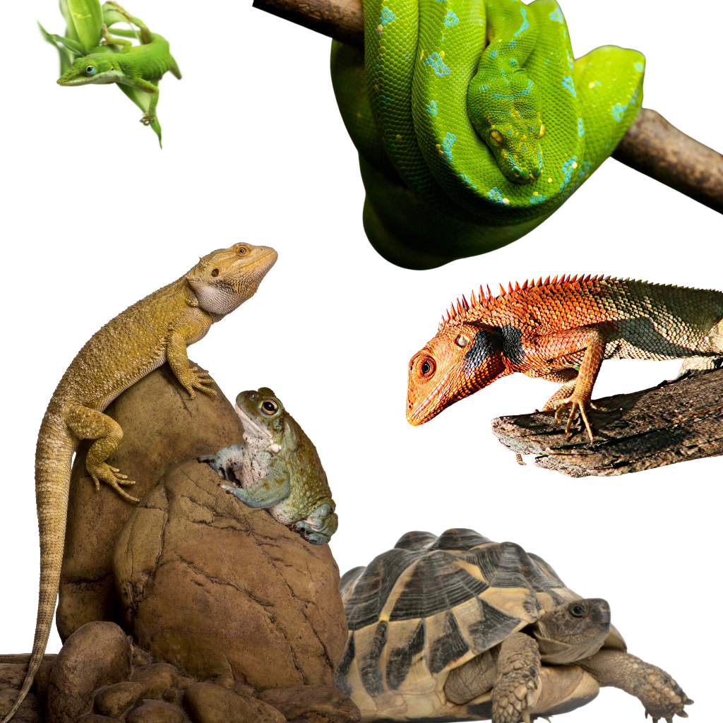 All Reptile Products