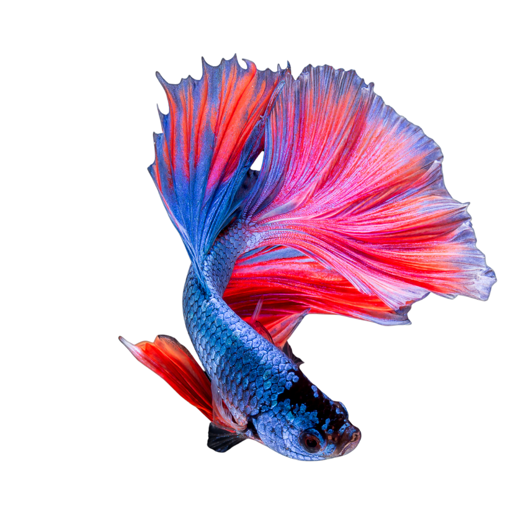 Betta Supplies