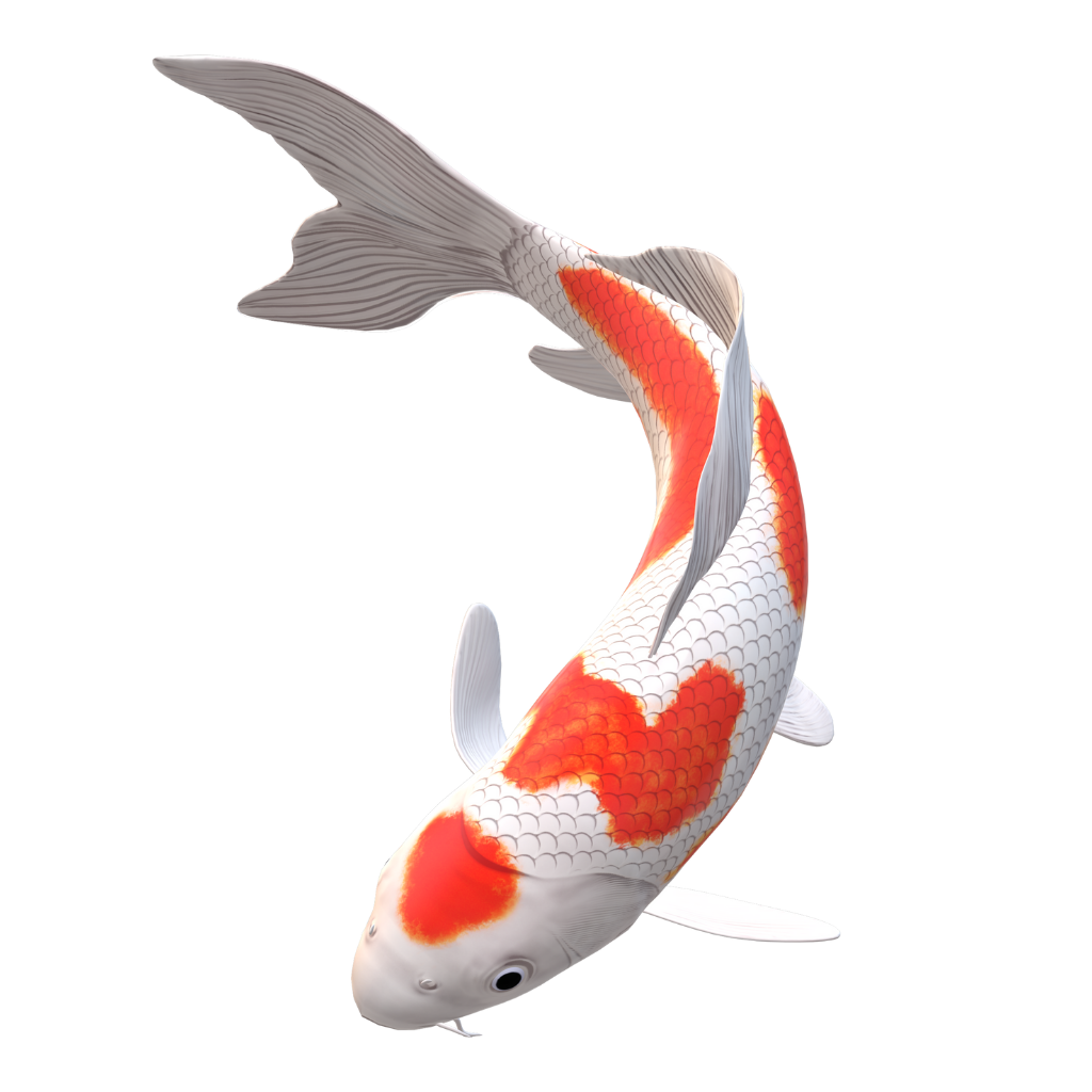 Koi & Pond Fish Supplies