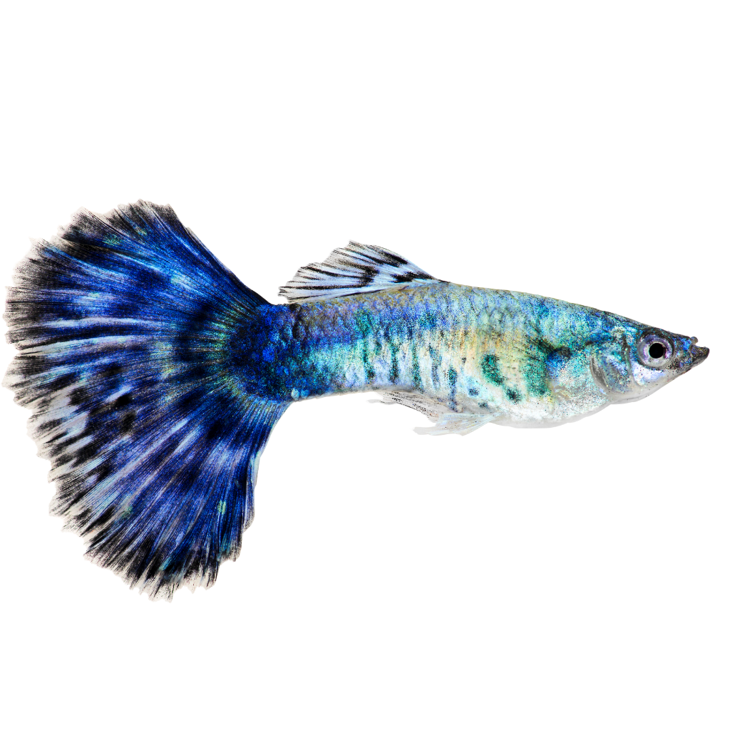 Freshwater Fish Supplies