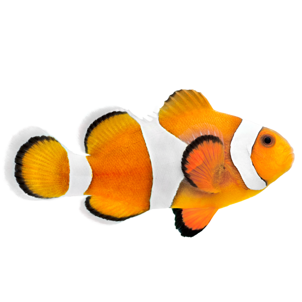 Saltwater Fish Supplies