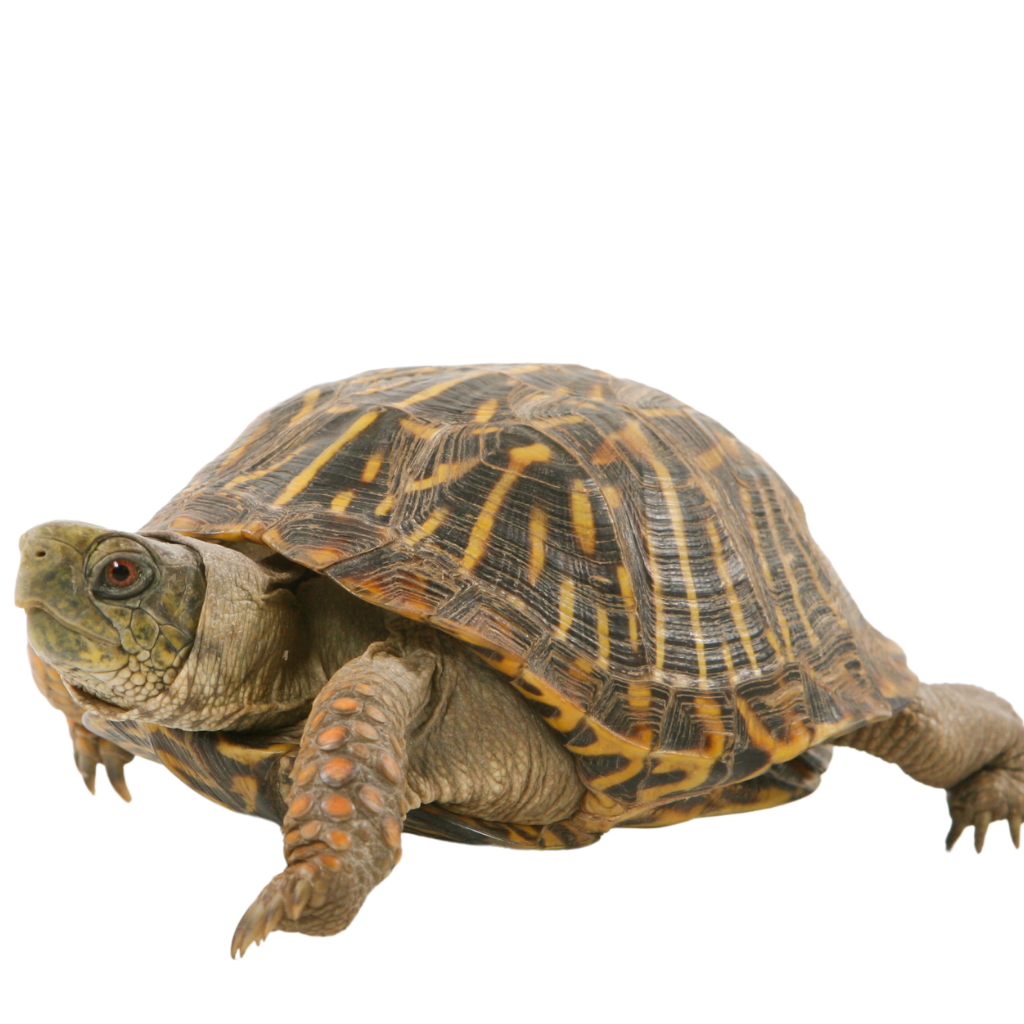 Turtle & Tortoise Supplies