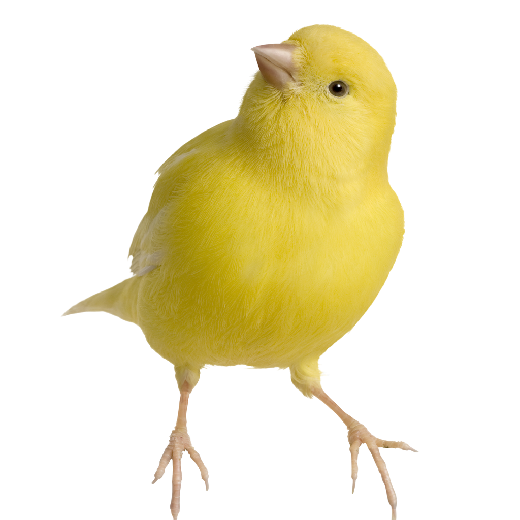 Very Small Bird Supplies