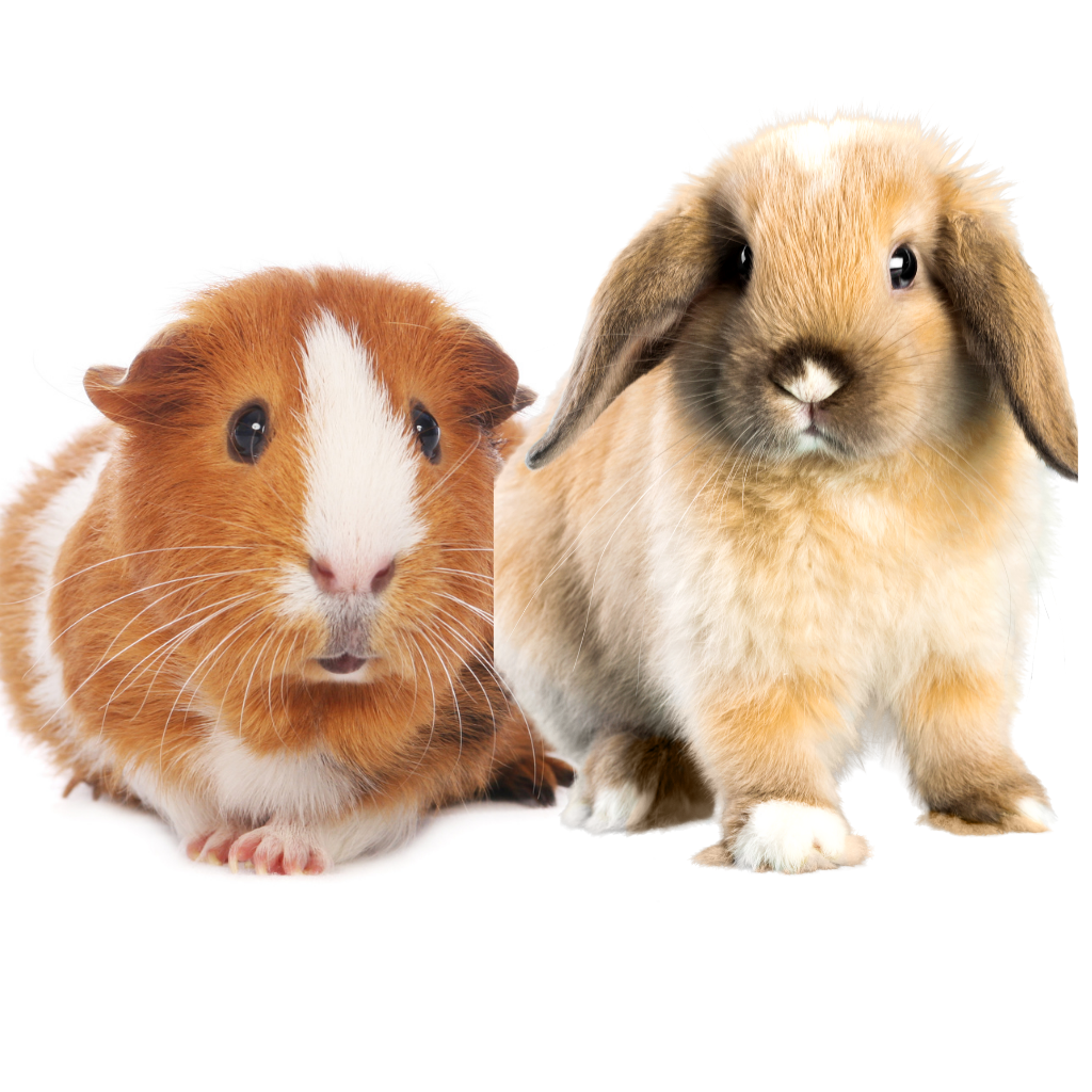 Guinea Pig & Rabbit Supplies