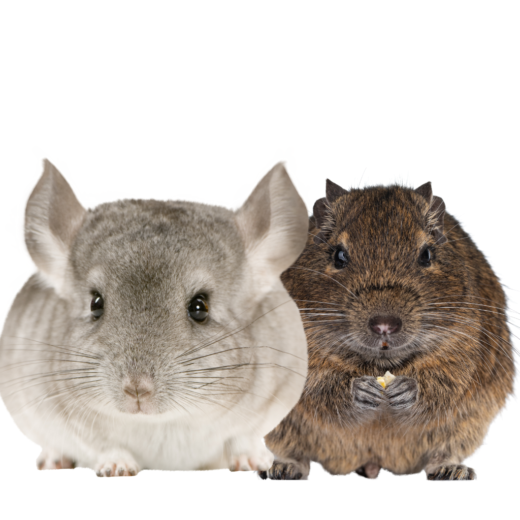 Chinchilla & Degu Supplies