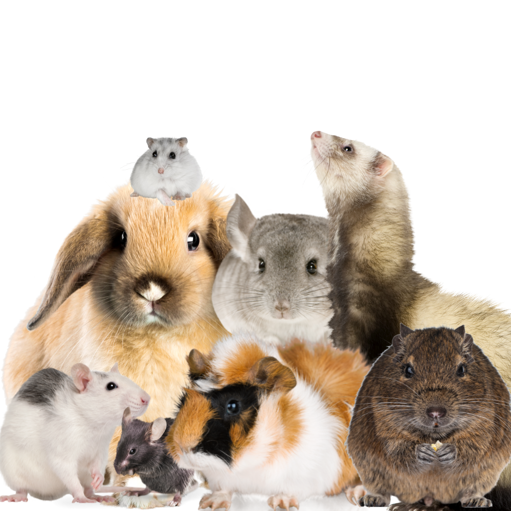 All Small Pet Products