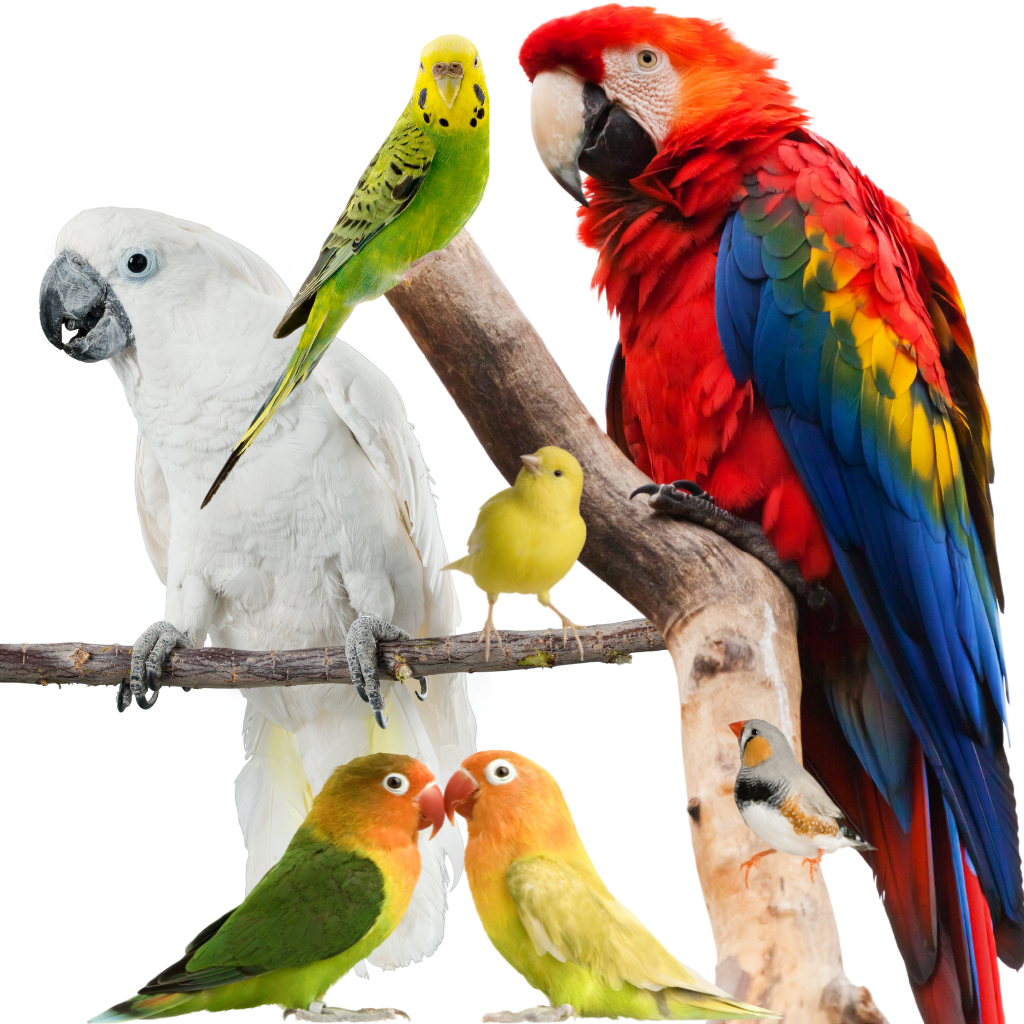 All Bird Products