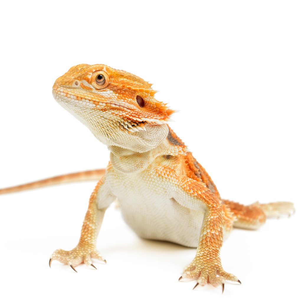 Bearded Dragon Supplies